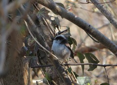 Aegithalos caudatus