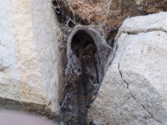 Filistata insidiatrix