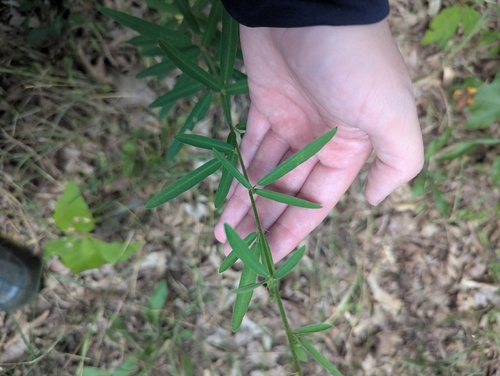 sessileleaf ticktrefoil (Desmodium sessilifolium)