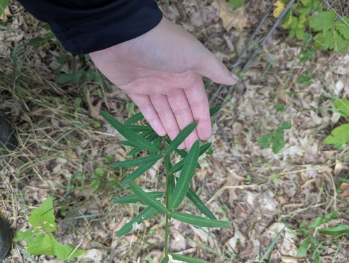 Desmodium sessilifolium, photograph 5