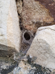 Filistata insidiatrix