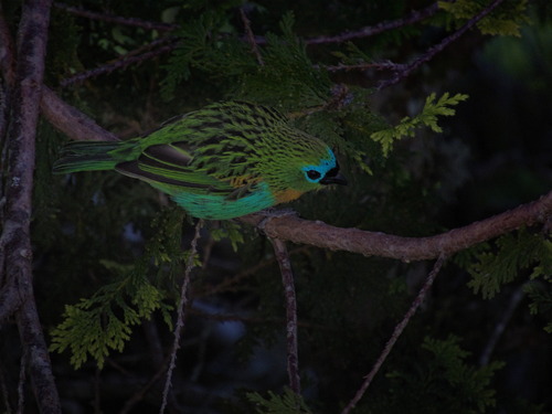 Brassy-breasted Tanager (Tangara desmaresti), photo 3