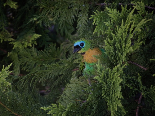 Brassy-breasted Tanager (Tangara desmaresti), photo 4