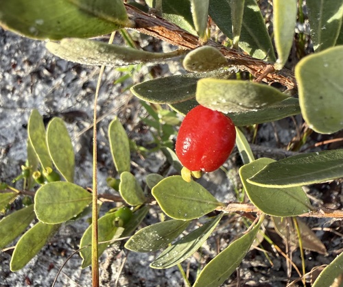 Eugenia punicifolia, photograph 3