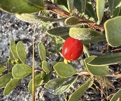 Eugenia punicifolia, photograph (c) Suzana Ehlin Martins, some rights reserved (CC BY-SA)