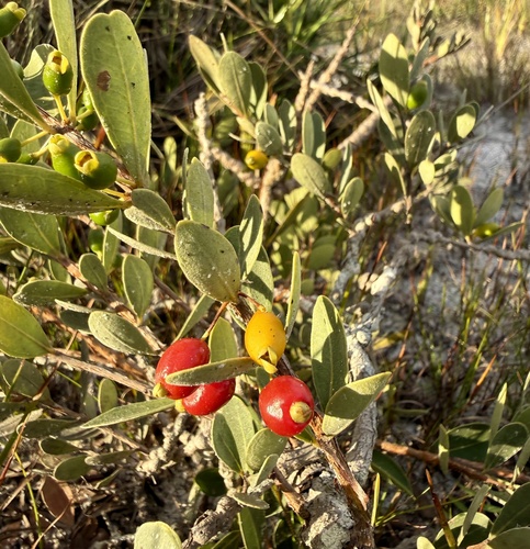 Eugenia punicifolia, photograph 4
