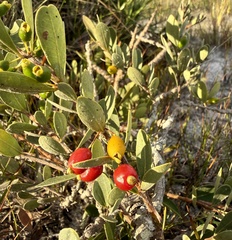 Eugenia punicifolia, photograph (c) Suzana Ehlin Martins, some rights reserved (CC BY-SA)
