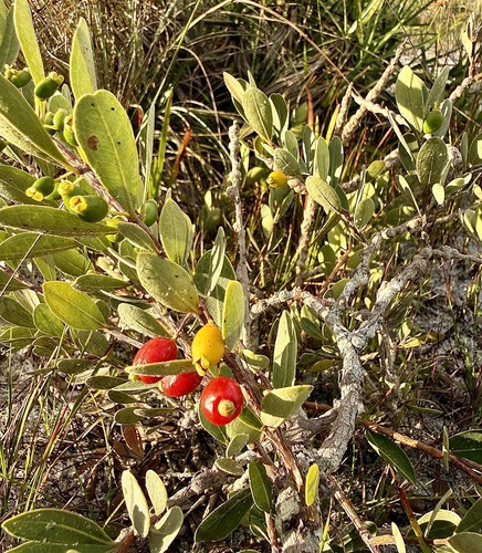 Eugenia punicifolia, photograph 5