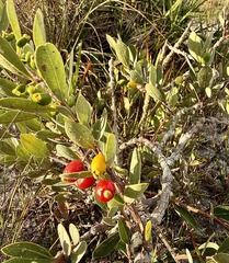 Eugenia punicifolia, photograph (c) Suzana Ehlin Martins, some rights reserved (CC BY-SA)