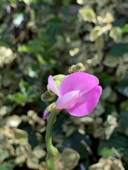 Canavalia cathartica