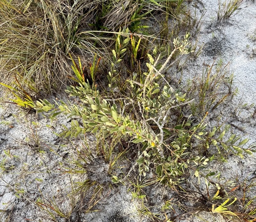 Eugenia punicifolia, photograph 6