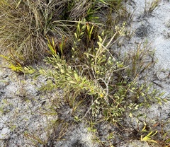 Eugenia punicifolia, photograph (c) Suzana Ehlin Martins, some rights reserved (CC BY-SA)