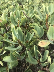 Euphorbia celastroides