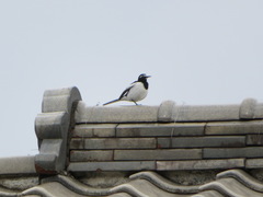 Motacilla grandis