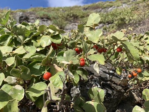 Solanum acuminatum