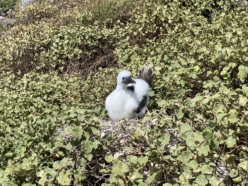 Sula observed 2019-09-21