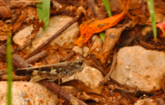 Aiolopus thalassinus rodericensis