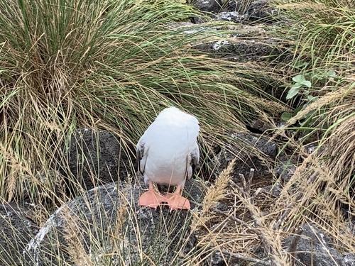 Sula observed 2019-09-21