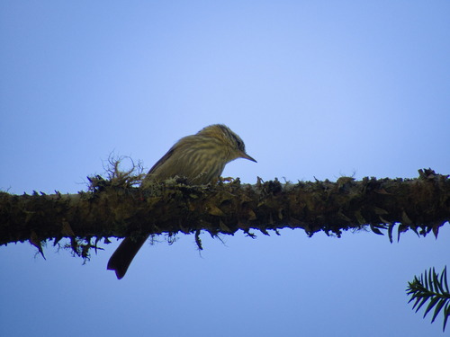 Sharp-billed Treehunter (Heliobletus contaminatus), photo 1