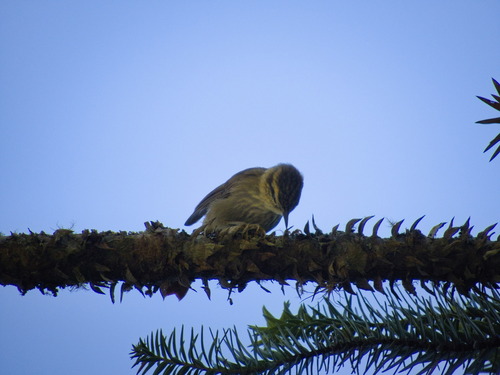Sharp-billed Treehunter (Heliobletus contaminatus), photo 2