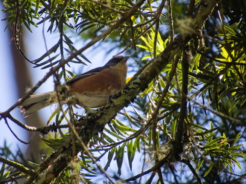 Buff-throated Warbling Finch (Microspingus lateralis), photo 5