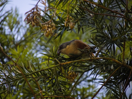 Buff-throated Warbling Finch (Microspingus lateralis), photo 1