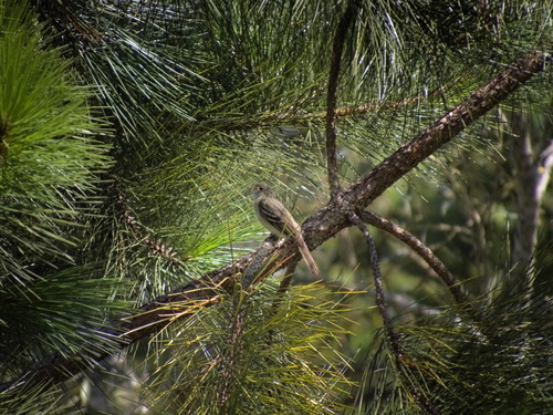 Olivaceous Elaenia (Elaenia mesoleuca)