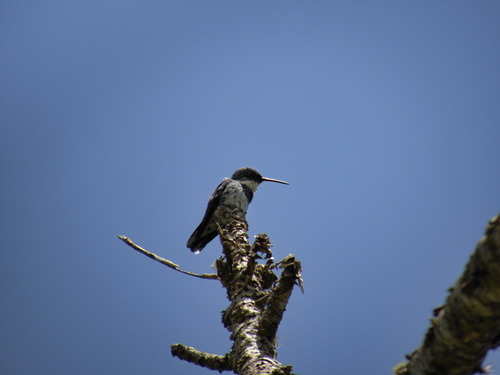 White-throated Hummingbird (Leucochloris albicollis), photo 8