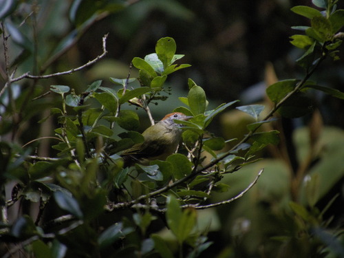 Rufous-crowned Greenlet (Hylophilus poicilotis), photo 4
