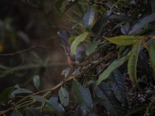 Buff-throated Warbling Finch (Microspingus lateralis), photo 8