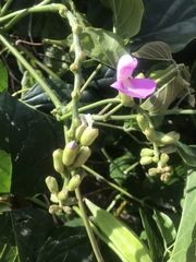 Canavalia cathartica