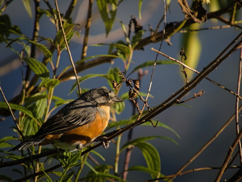 Buff-throated Warbling Finch (Microspingus lateralis), photo 2