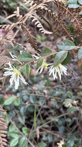 Chinese fringe flower