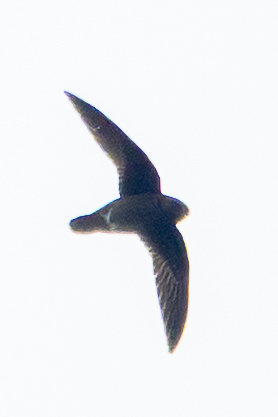 White-chinned Swift (Cypseloides cryptus), photo 5