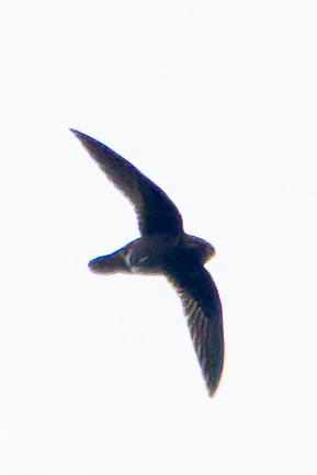 White-chinned Swift (Cypseloides cryptus), photo 4