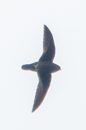 White-chinned Swift (Cypseloides cryptus), photo 2