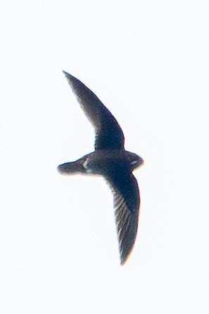 White-chinned Swift (Cypseloides cryptus), photo 3