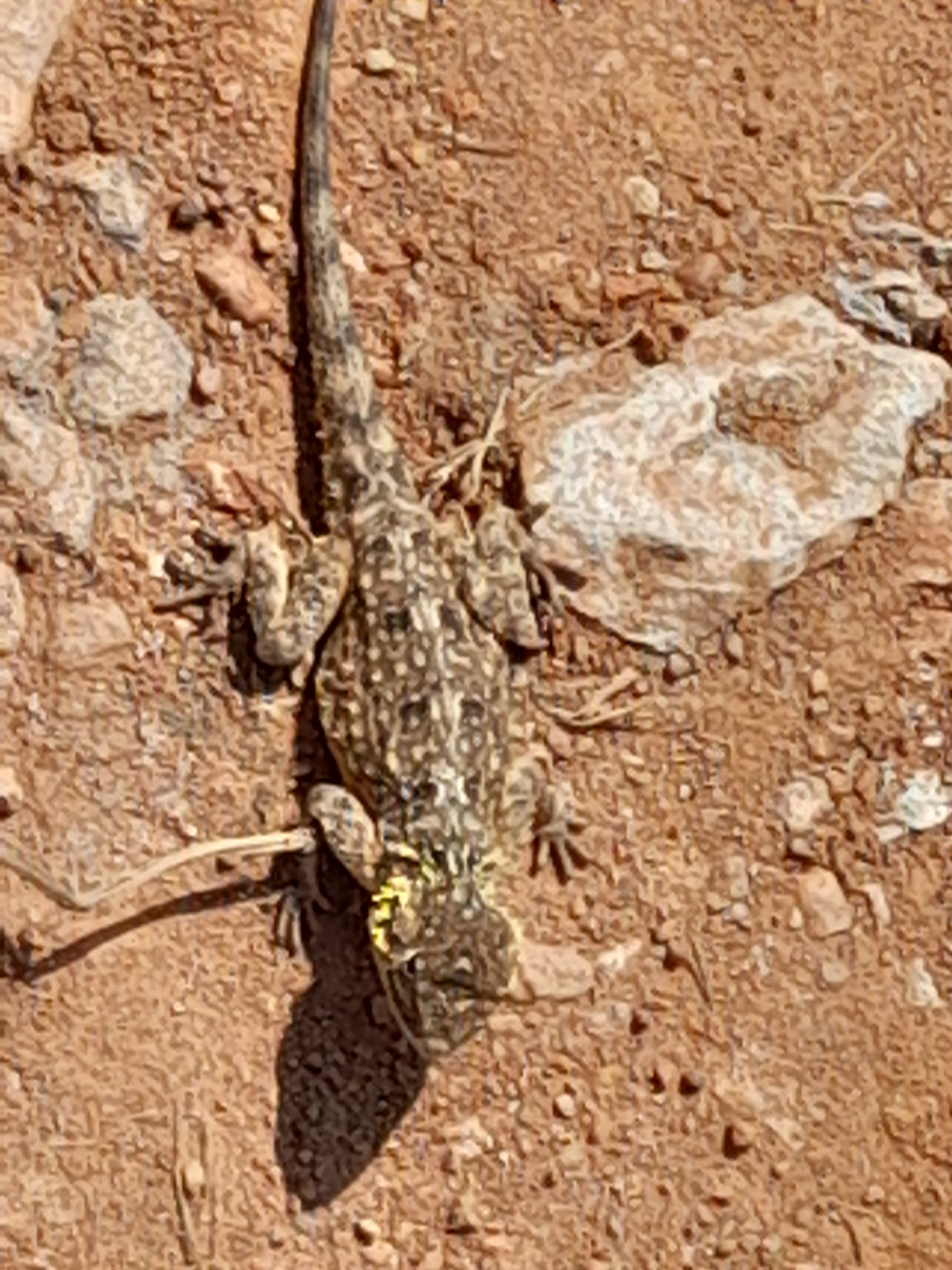 Agama aculeata distanti (Boulenger, 1902)