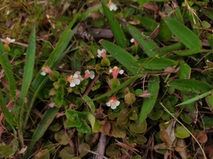 Torenia polygonoides