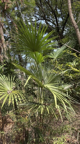 Chusan Palm