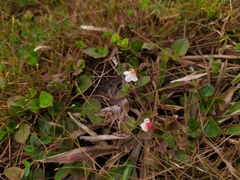 Torenia polygonoides