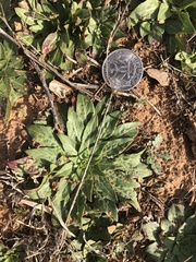 Oenothera grandis