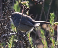 Polioptila californica