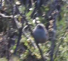 Polioptila californica