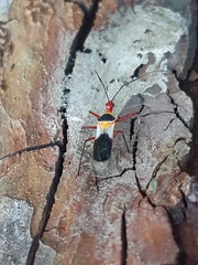 Castolus plagiaticollis