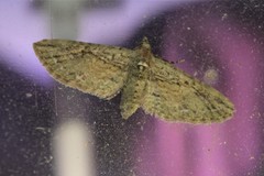 Eupithecia longidens