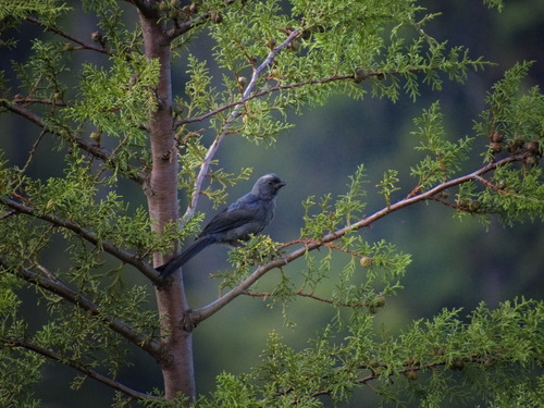 Diademed Tanager (Stephanophorus diadematus), photo 3