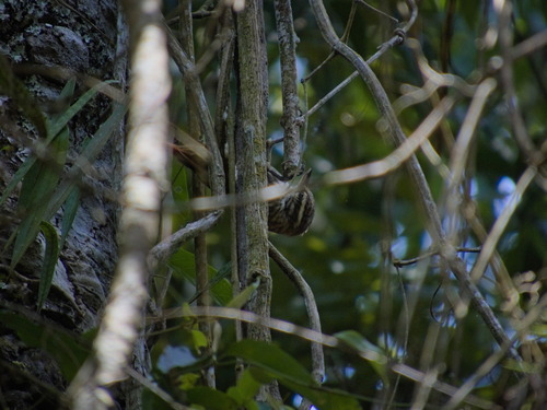 Streaked Xenops (Xenops rutilans), photo 6
