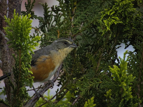 Buff-throated Warbling Finch (Microspingus lateralis), photo 6