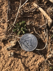 Loeflingia squarrosa